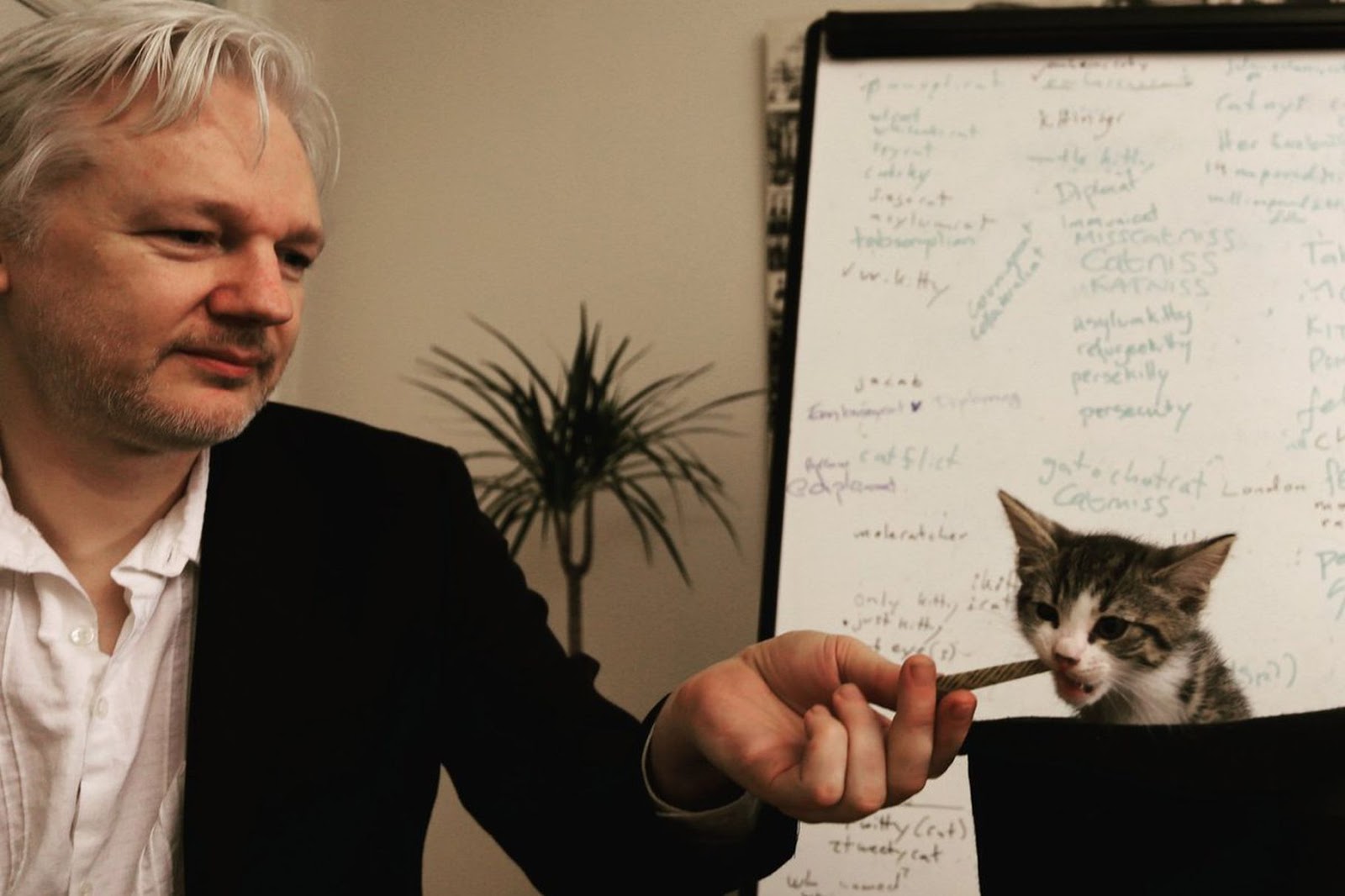 Assange and his cat Photo: Embassy Cat/ Twitter