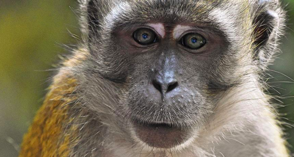 In Southeast Asia, many malaria parasites are transmitted from monkey to human with the help of mosquitoes. Credit: Donald Walker/Shutterstock