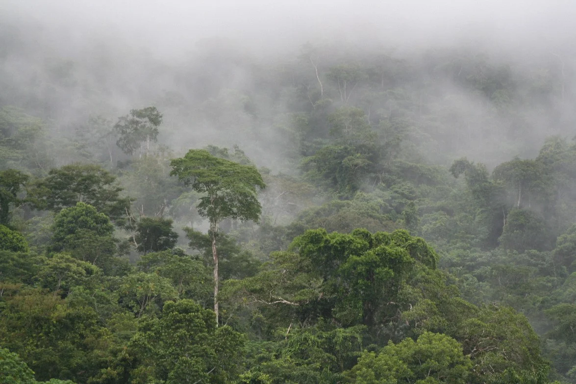 Cloudy mists descend upon the lowland rainforest along the Alto Madre de Dios River. Photo: Wendee Holtcamp
