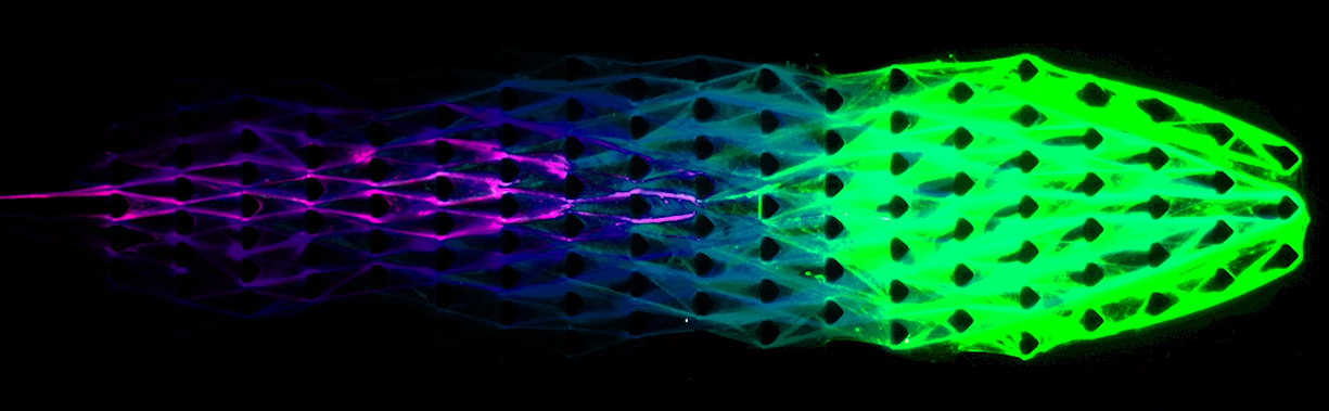 An image of the biomaterial in motion, as captured under a microscope. The “head,” on the right in green, is “growing” towards a destination while the “tail,” on the left in purple, is decaying with the “head,” away from the origin. (Photo: Cornell University)