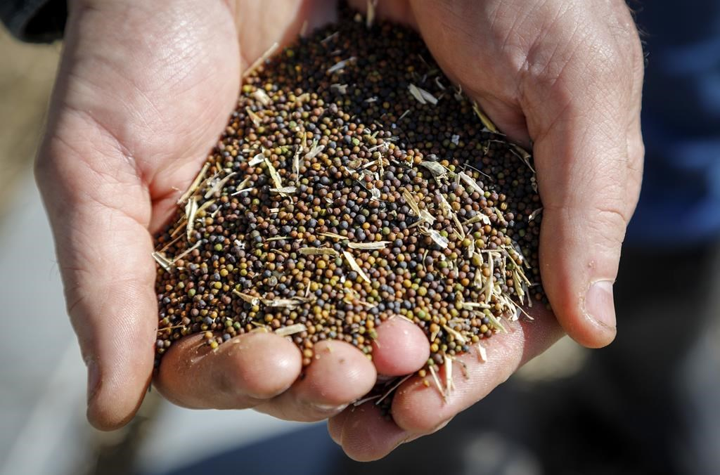 A Canadian Farmer Checks his Canola Seeds in Alberta Earlier this Year Photo: Jeff McIntosh/The Canadian Press