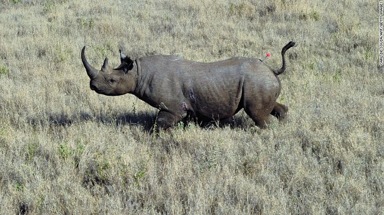 A Black Rhino, a species who has been in an early decline due to poachers and hunters. Photo Credit: CNN