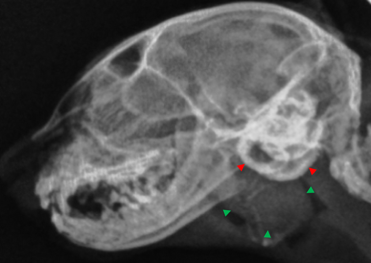 Radiografía lateral derecha estándar de cabeza en un gato con un pólipo inflamatorio. Se observa una masa redondeada de densidad tejido blando en la región de la nasofaringe (flechas verdes) y engrosamiento de la pared de las bullas timpánicas (flechas rojas).