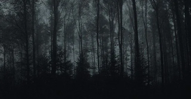 Gloomy Switzerland 🇨🇭 #foggy #forest #dusk #youwillbemist