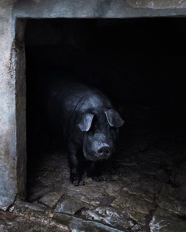 The Majorcan pig is a traditional breed of the domestic pig that is native to the Balearic Islands and has tasty little legs.
#jamon #cerdo #mallorca #thislittlepiggy #tasty