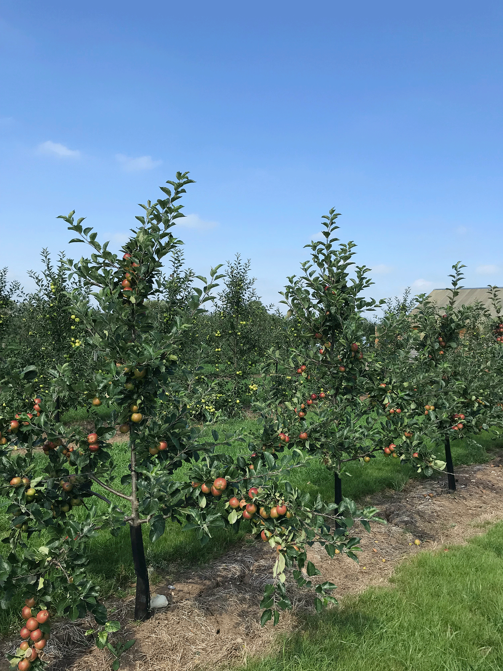 Orchard-image-Nov-19-(2).gif