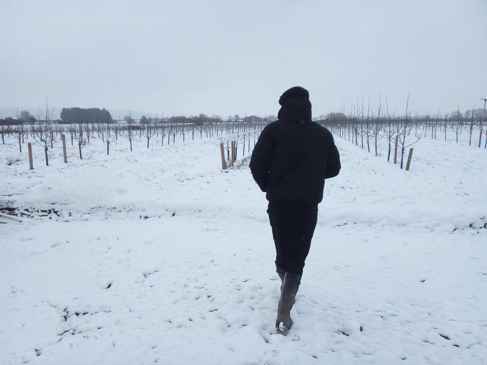 Orchard-winter-feb-2019.gif