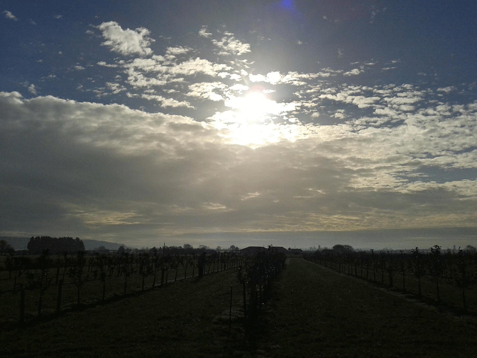 orchard---November---sun-and-clouds.gif