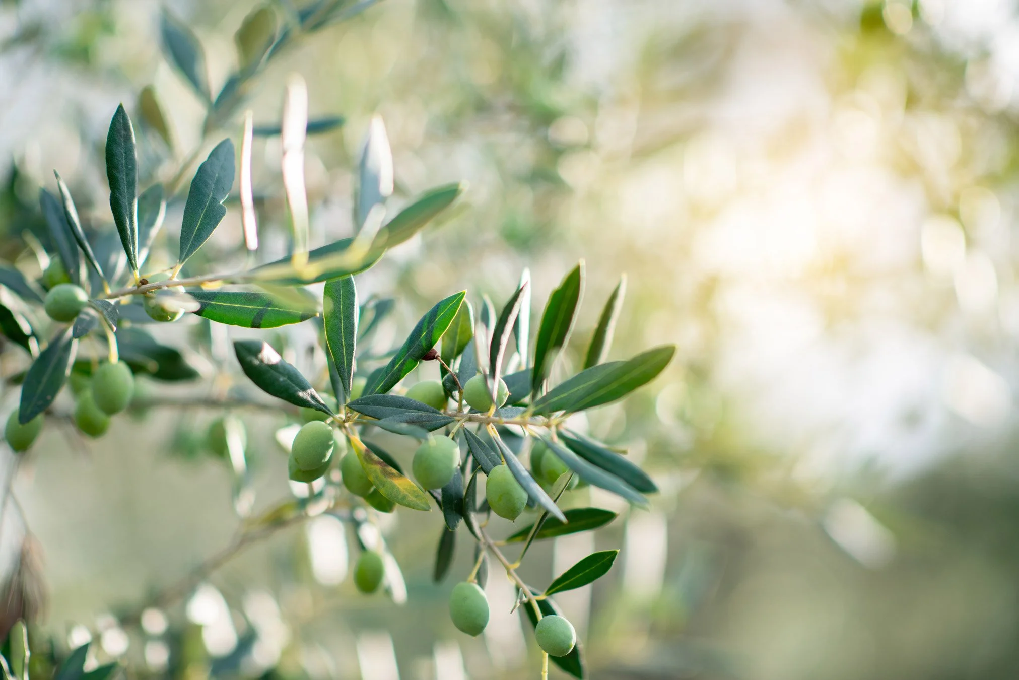 greenleaf-olive-oil-Olive-branch-EVOOSA-web.jpg
