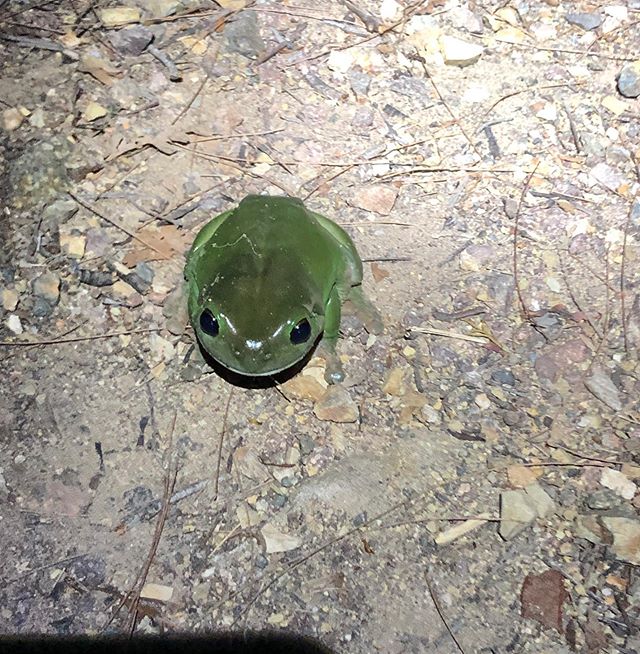 Things we find on our night hikes! #nighthiking #new #outdoors #familyday #visitnoosa #visitsunshinecoast #outdoor #outdooradventures #noosa #queensland #sunshinecoast #outdooradventureaustralia #adventure #australia #visitnoosa #noosatourism #nature