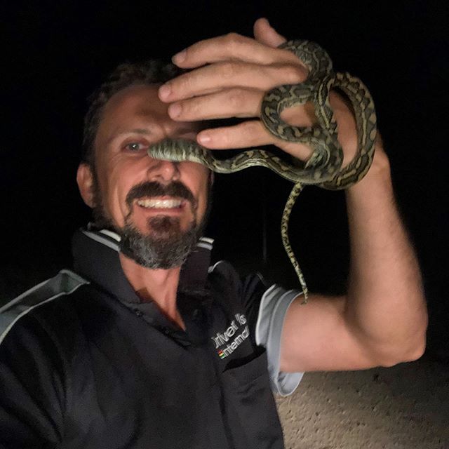 Check out this little cutie I picked up off the road on my way home from my kids P&amp;C meeting! #isntshebeautiful #coastalcarpetpython #snake #straya #outdooradventureaustralia