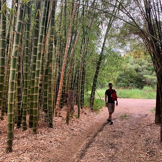 There&rsquo;s something magical about walking through bamboo forests. #noosatrailnetwork #outdoors #familyday #visitnoosa #visitsunshinecoast #outdoor #outdooradventures #noosa #queensland #sunshinecoast #outdooradventureaustralia #adventure #austral