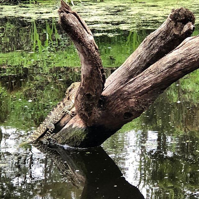 An additional fishing partner for the day. This little bearded dragon swam beside the yak from log to log for about 50mtrs keeping an eye on me. #lizard #dragon
#outdoors #visitnoosa #visitsunshinecoast #outdoor #outdooradventures #noosa #queensland 