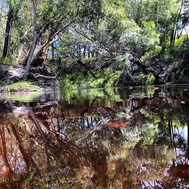Yes this place is as beautiful as it looks. #Noosawildernesstrail #outdoors #familyday #visitnoosa #outdoor #outdooradventures #noosa #queensland #sunshinecoast #outdooradventureaustralia #adventure #australia #visitnoosa #noosatourism #nature #SeeAu