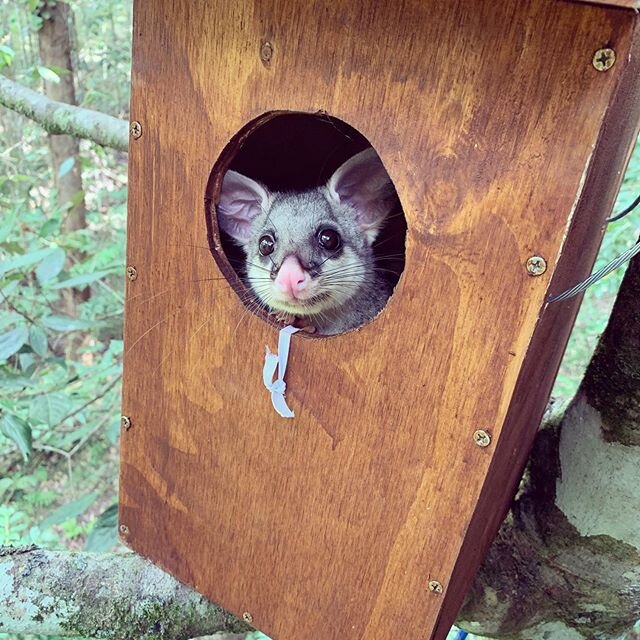 We were so excited to see @wildlife_seq release the first rehabilitated brushtail possum onto our property today and while ash was swinging around on ropes up the top of the trees putting the box up, he took some cracking photos! 💕 #conservation #br