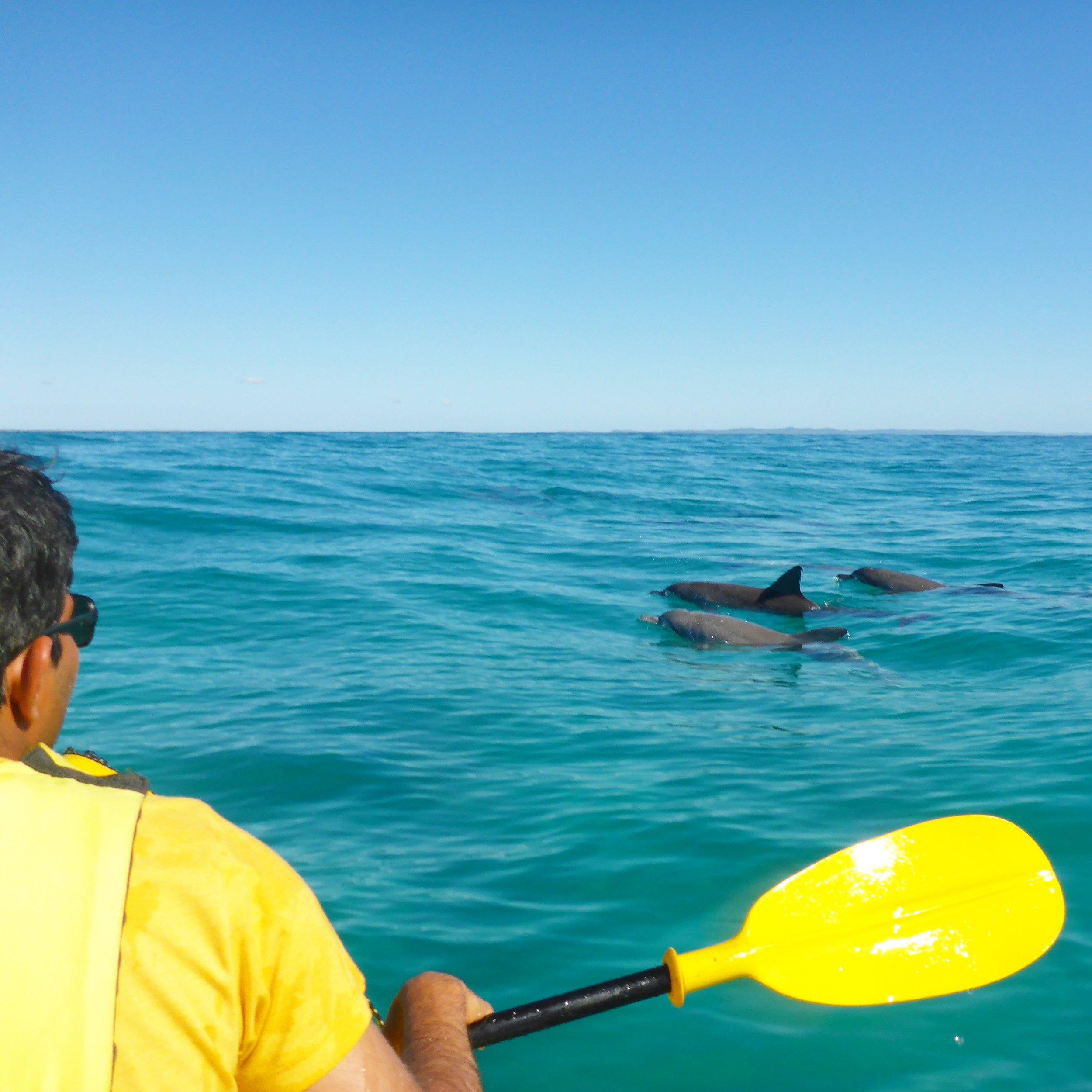 dolphin spotting sea kayaking.jpg