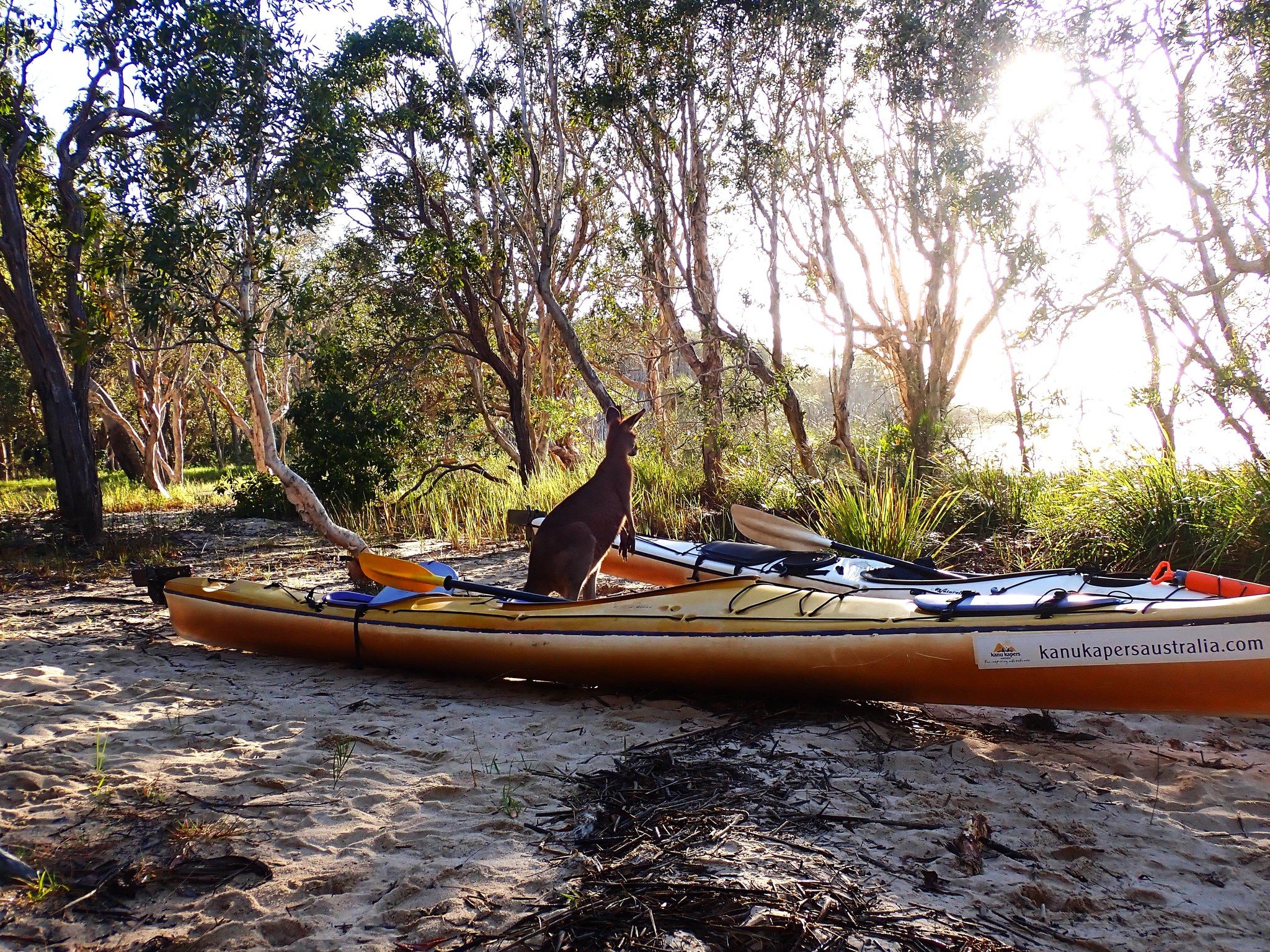 contemplating coming for a kayak? Just do it! we are here waiting.
#kayak #noosaeverglades #lakecootharaba #kanukapers #australianwildlife #nature #thingstodonoosariver