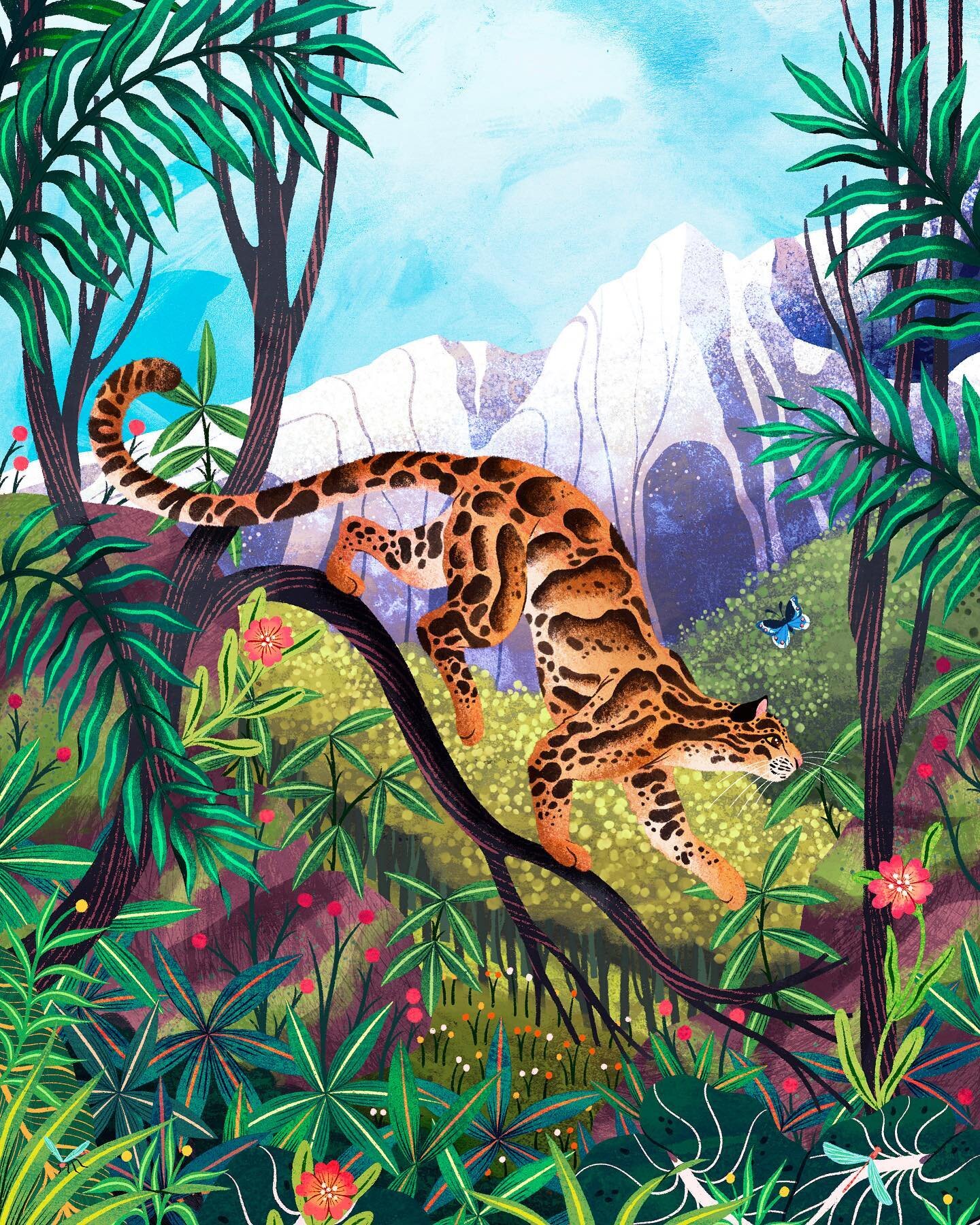 Clouded leopard from another project that I sampled for over a year ago 🐆