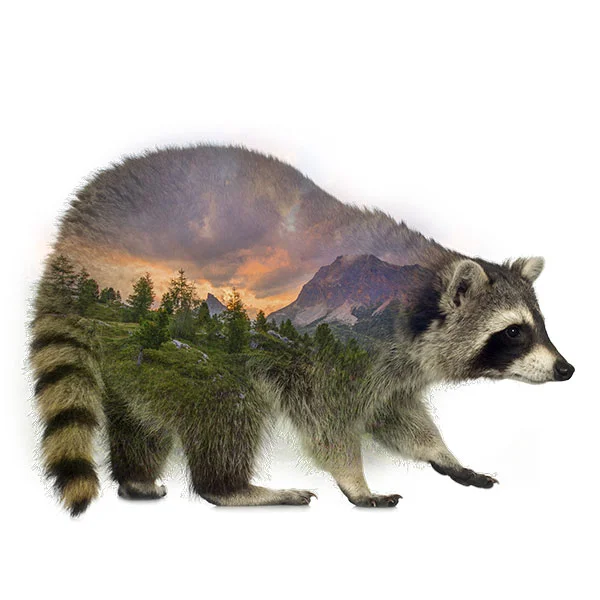 Krafttier WASCHBÄR — Chairytales