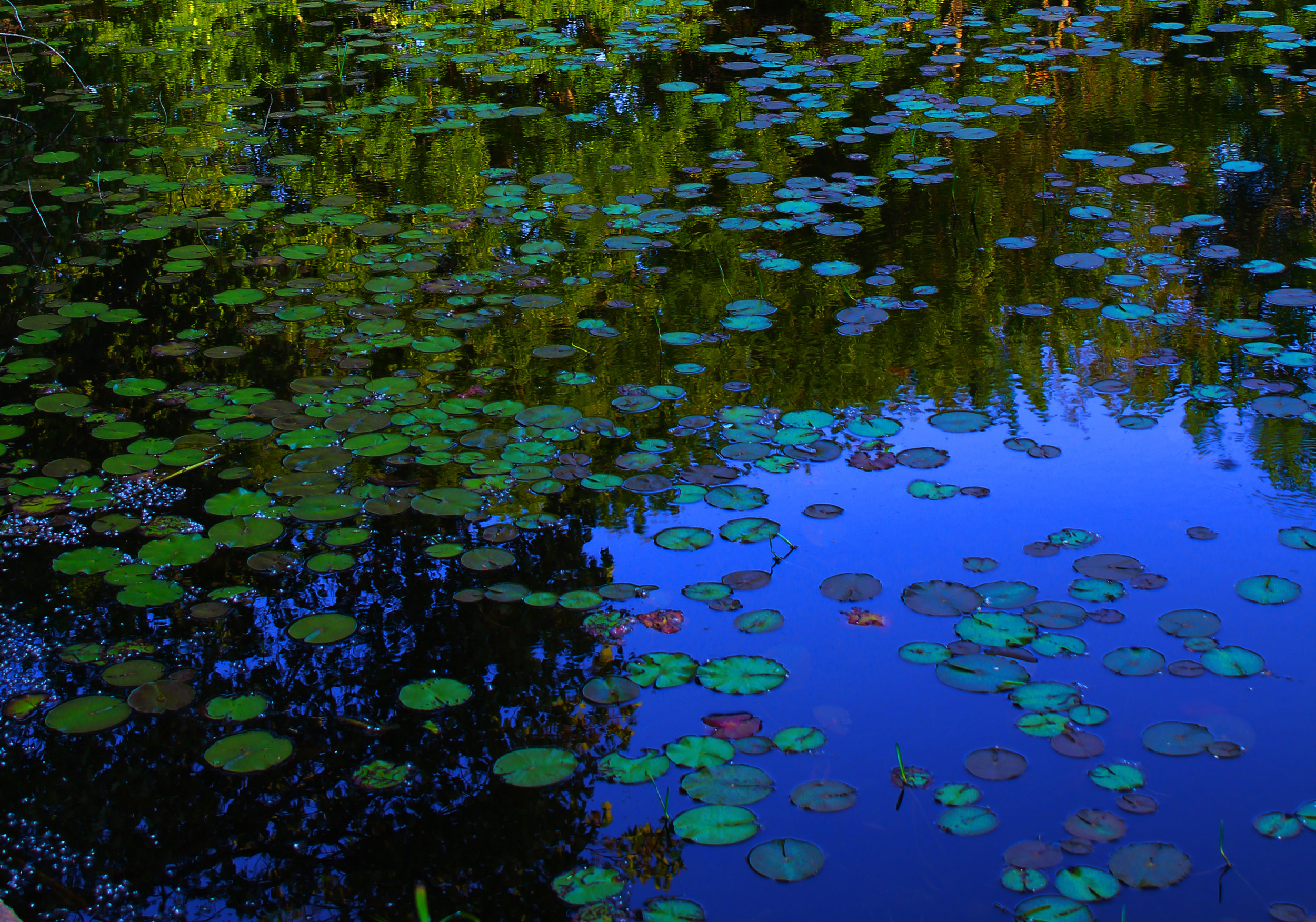 blue pond.jpg