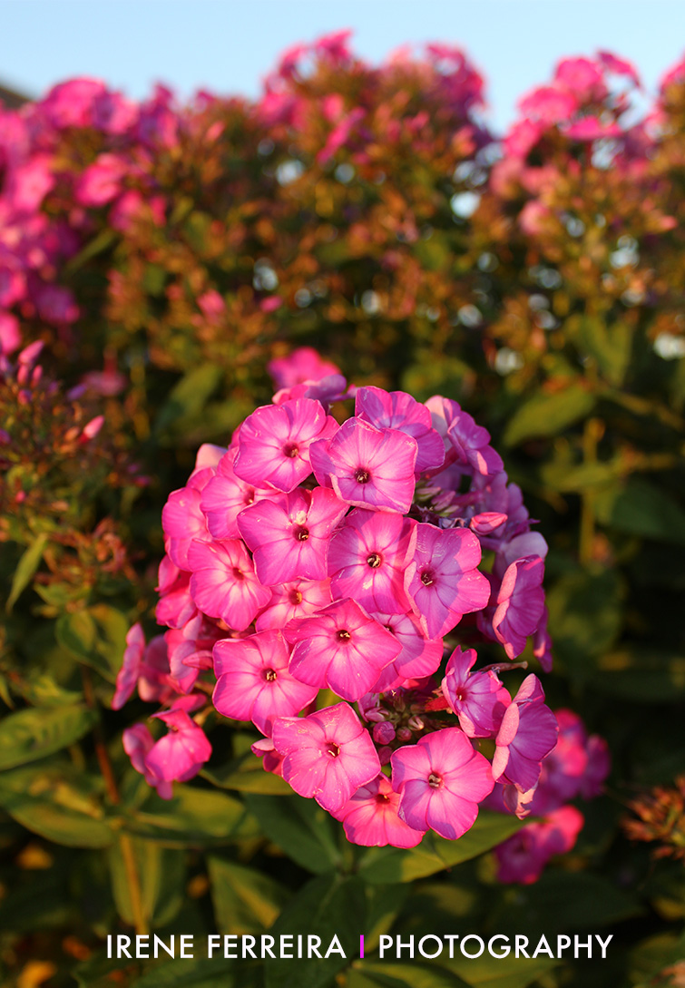 Pink_Flower_web_image.jpg