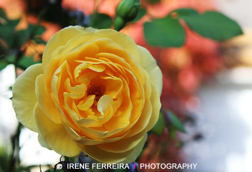 Yellow Rose_webimage2.jpg