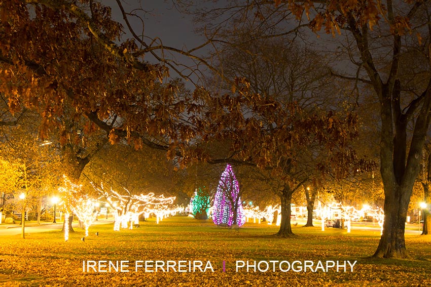 Hints of Christmas_3290_webimage.jpg