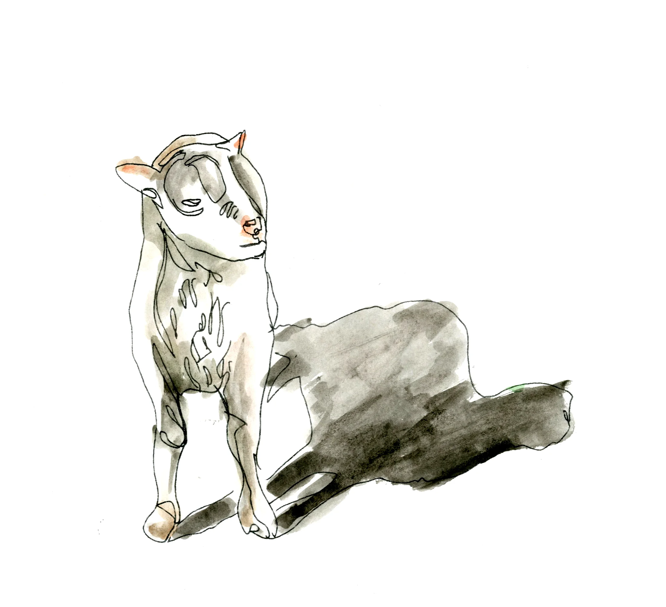 sheep.jpg