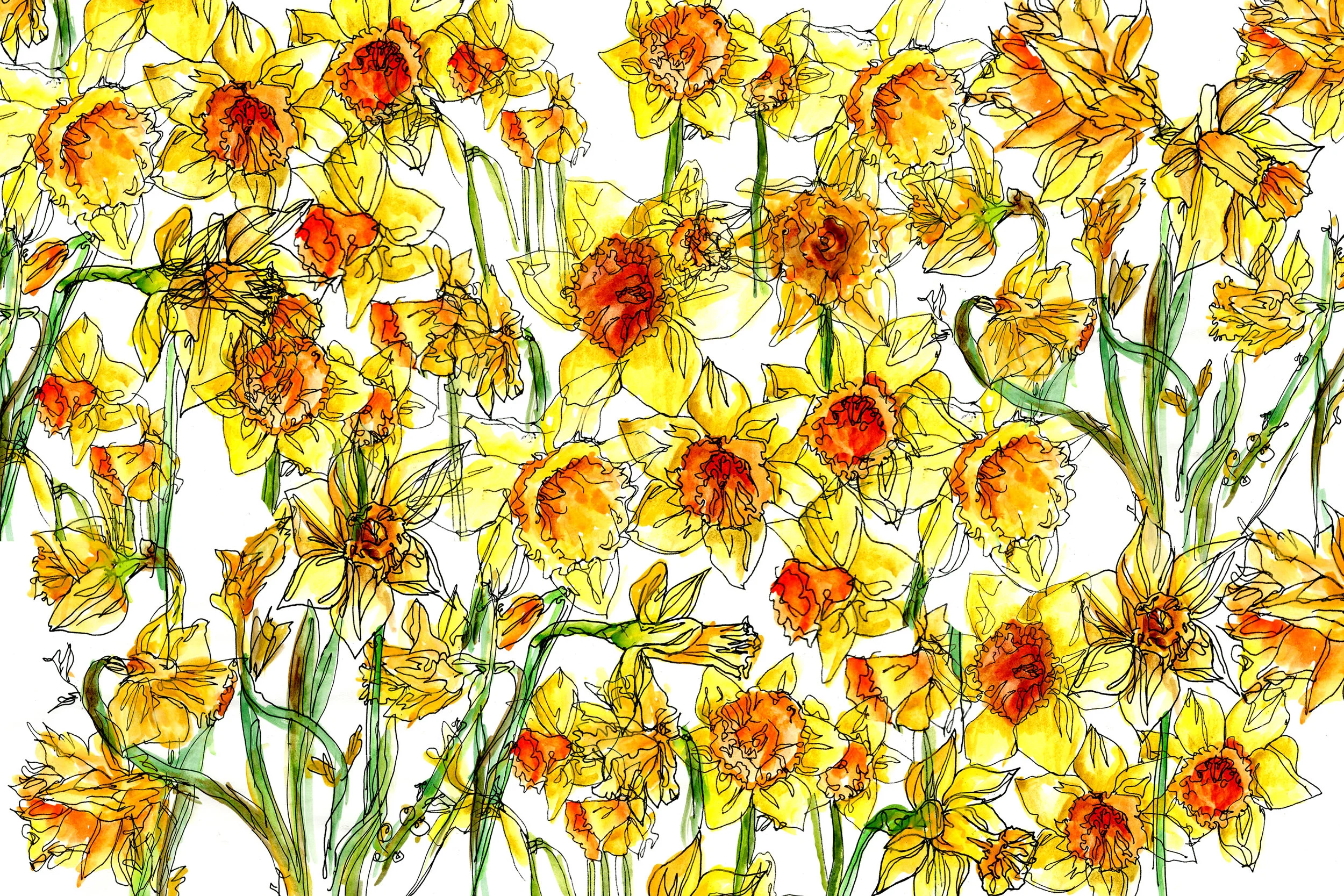 daff.jpg