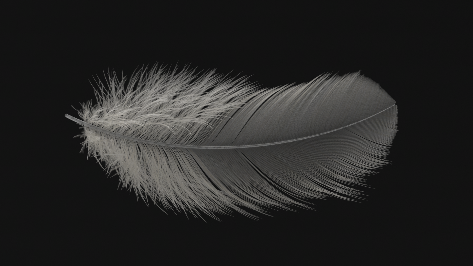 feather explorations