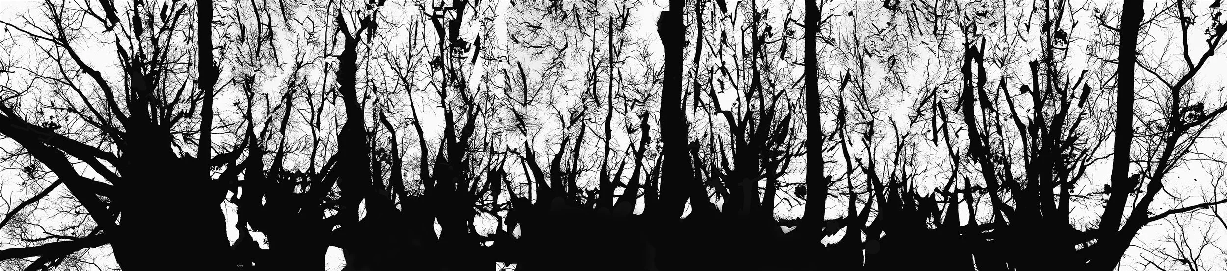 Untitled 1 (from the series A Tree for the Forest)