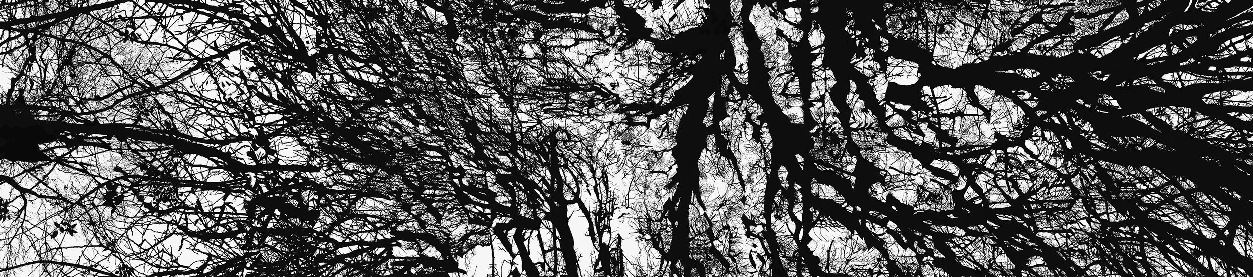 Untitled 2 (from the series A Tree for the Forest), 2021