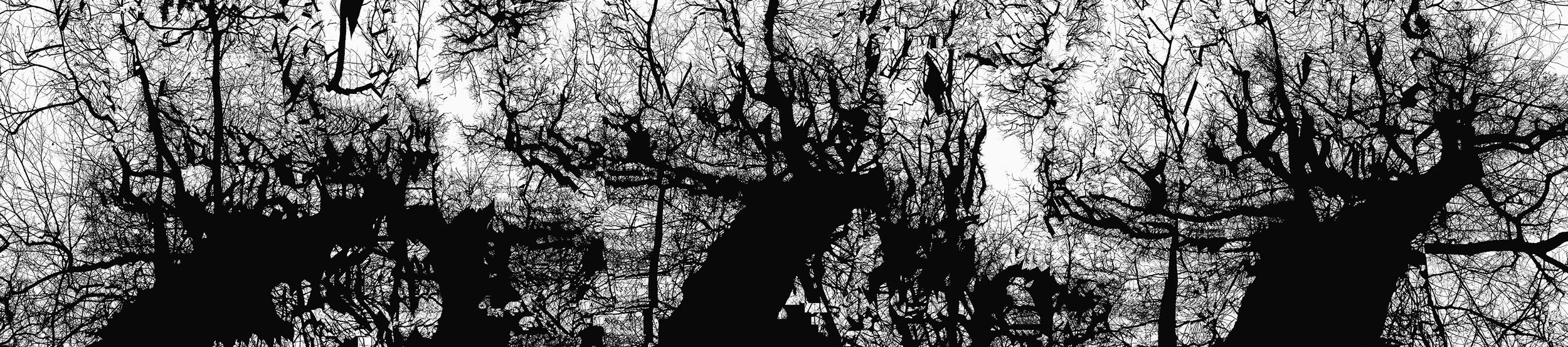 Untitled 3 (from the series A Tree for the Forest), 2021