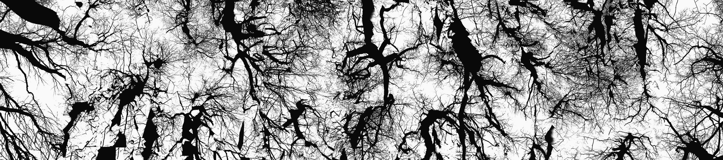 Untitled 4 (from the series A Tree for the Forest), 2021
