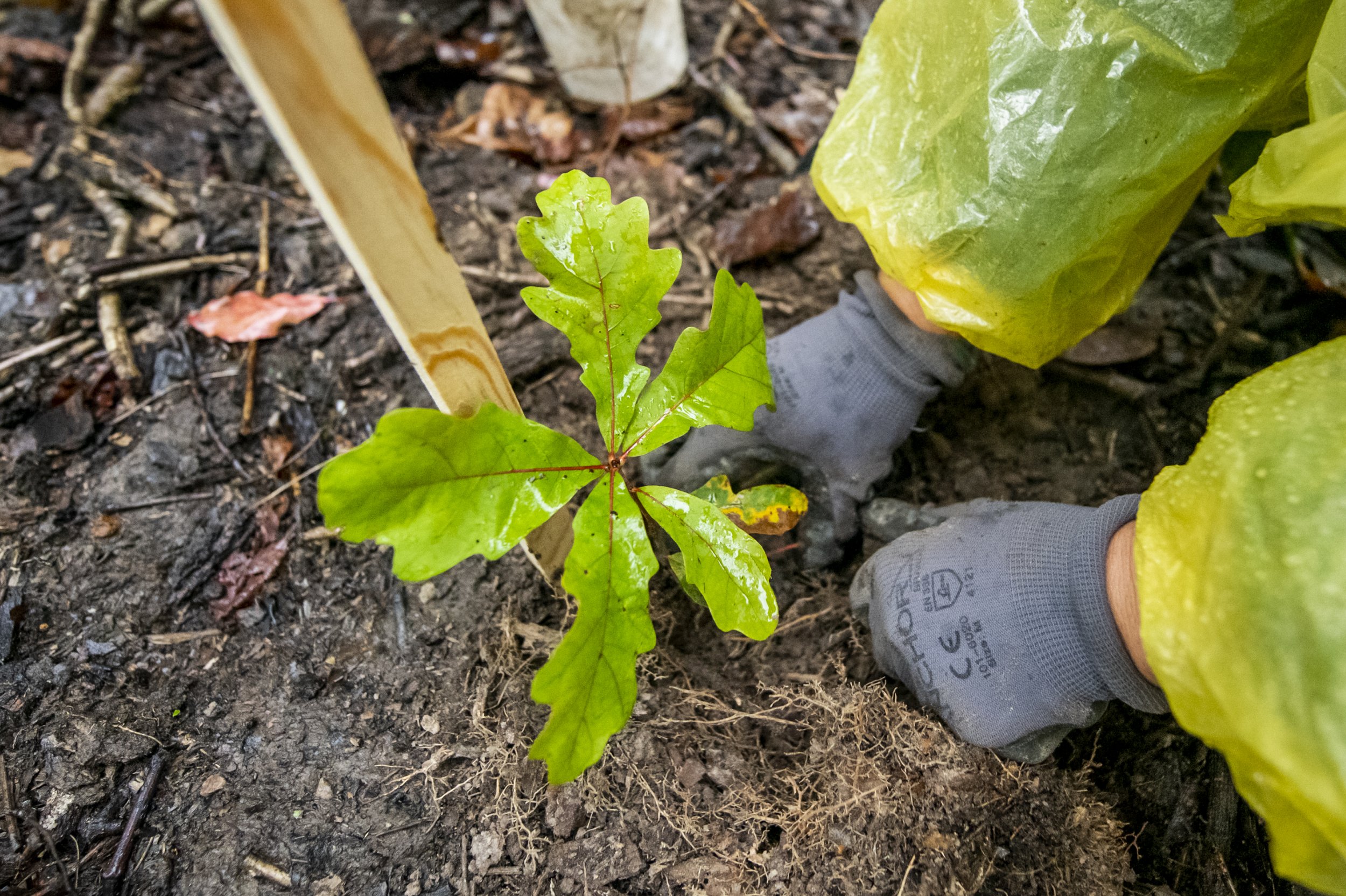  Artist Katie Kehoe and a group of volunteers planting 100 native trees on Fairfax campus. This project is a socially engaged performance action, accompanying several artworks by Kehoe in the public art exhibition, Approaching Event Horizons: Project