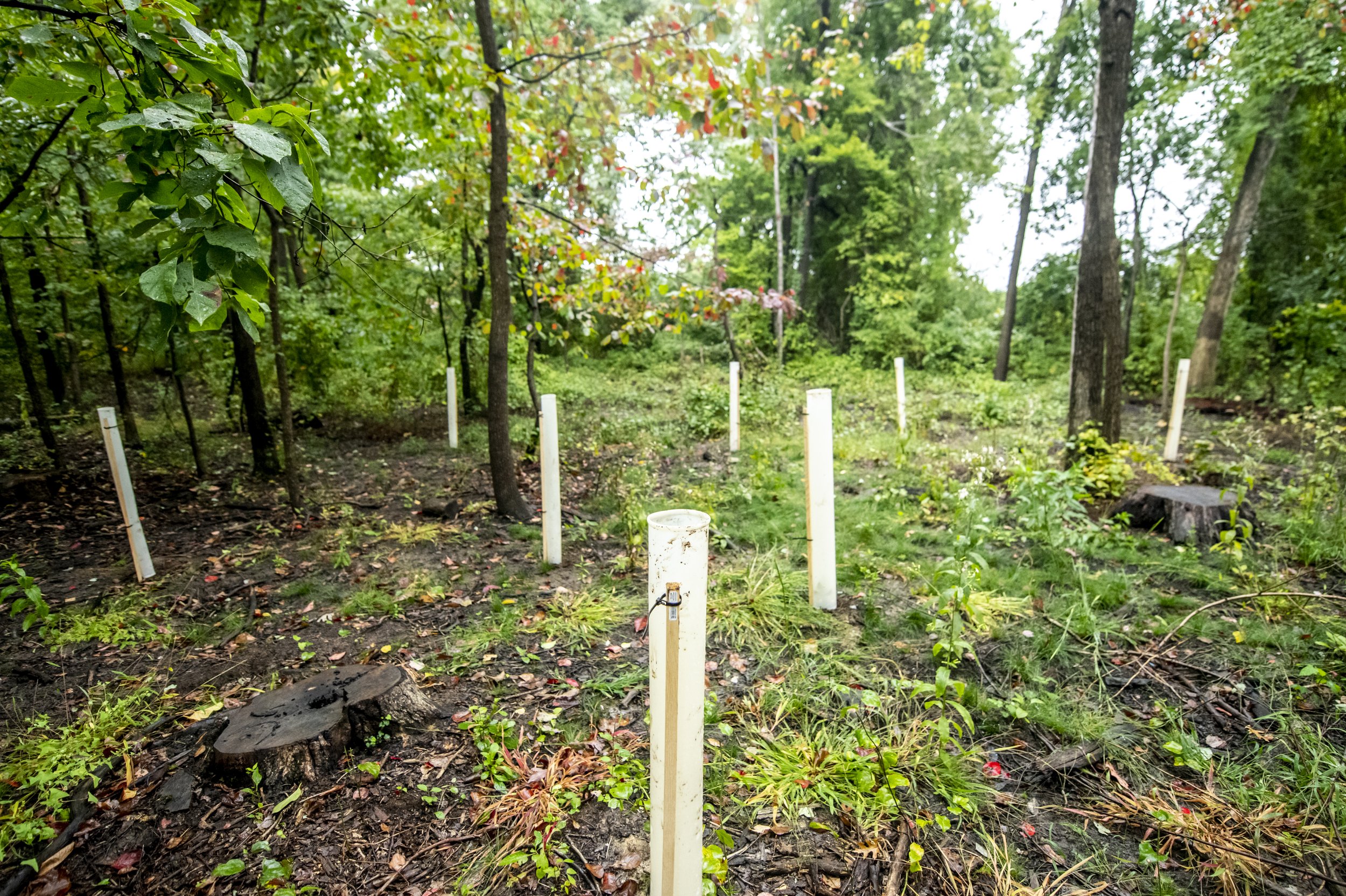  Artist Katie Kehoe and a group of volunteers planting 100 native trees on Fairfax campus. This project is a socially engaged performance action, accompanying several artworks by Kehoe in the public art exhibition, Approaching Event Horizons: Project