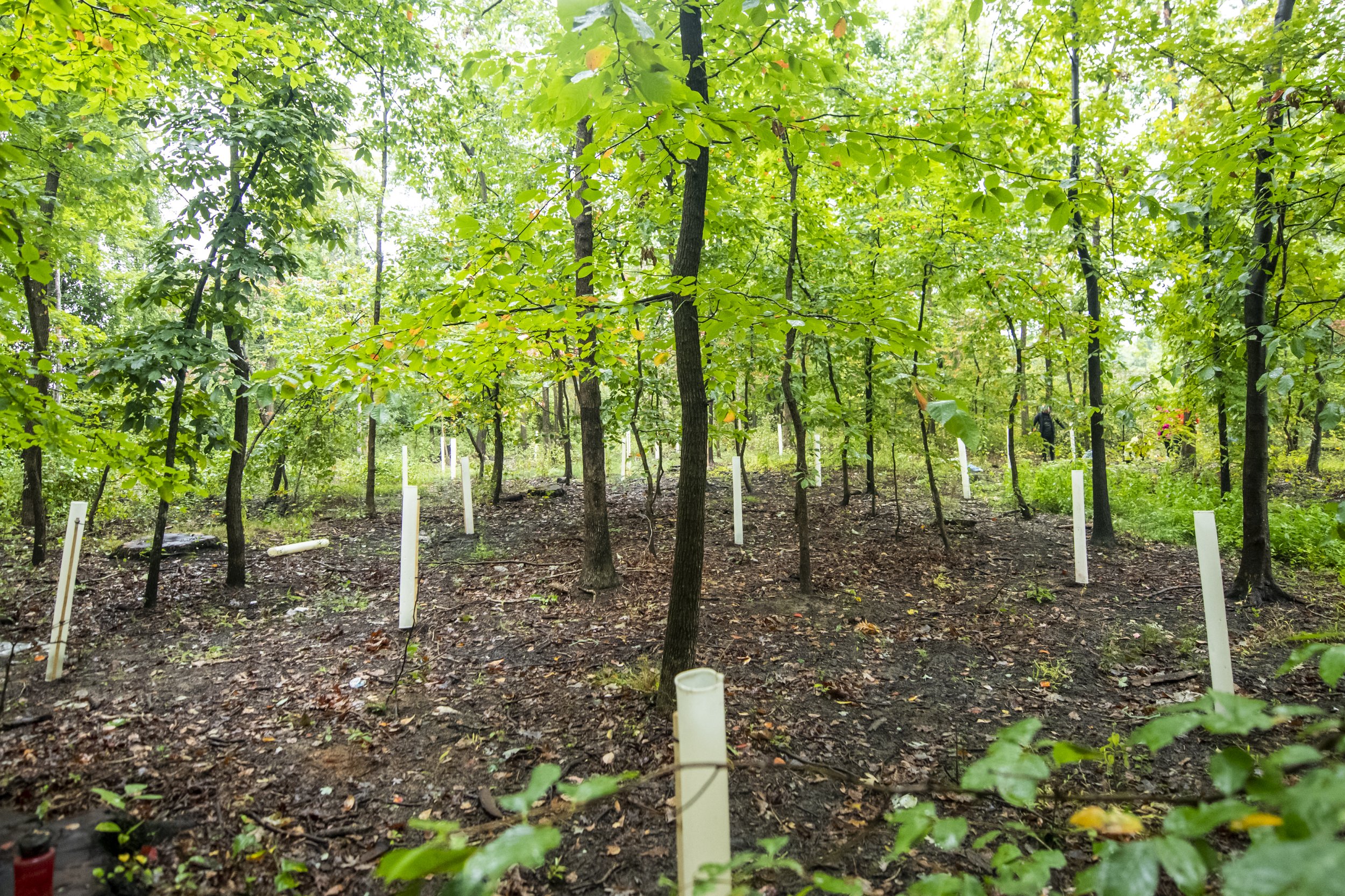  Artist Katie Kehoe and a group of volunteers planting 100 native trees on Fairfax campus. This project is a socially engaged performance action, accompanying several artworks by Kehoe in the public art exhibition, Approaching Event Horizons: Project