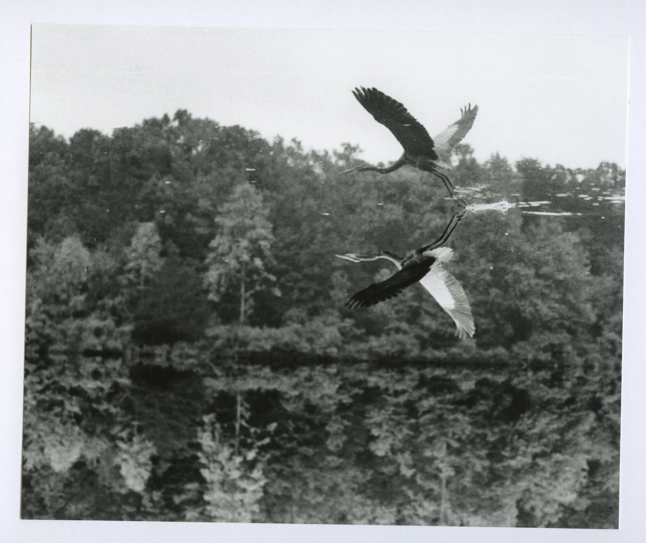 Chadwick Edralin II_Burke Lake_Great Blue Heron.jpeg