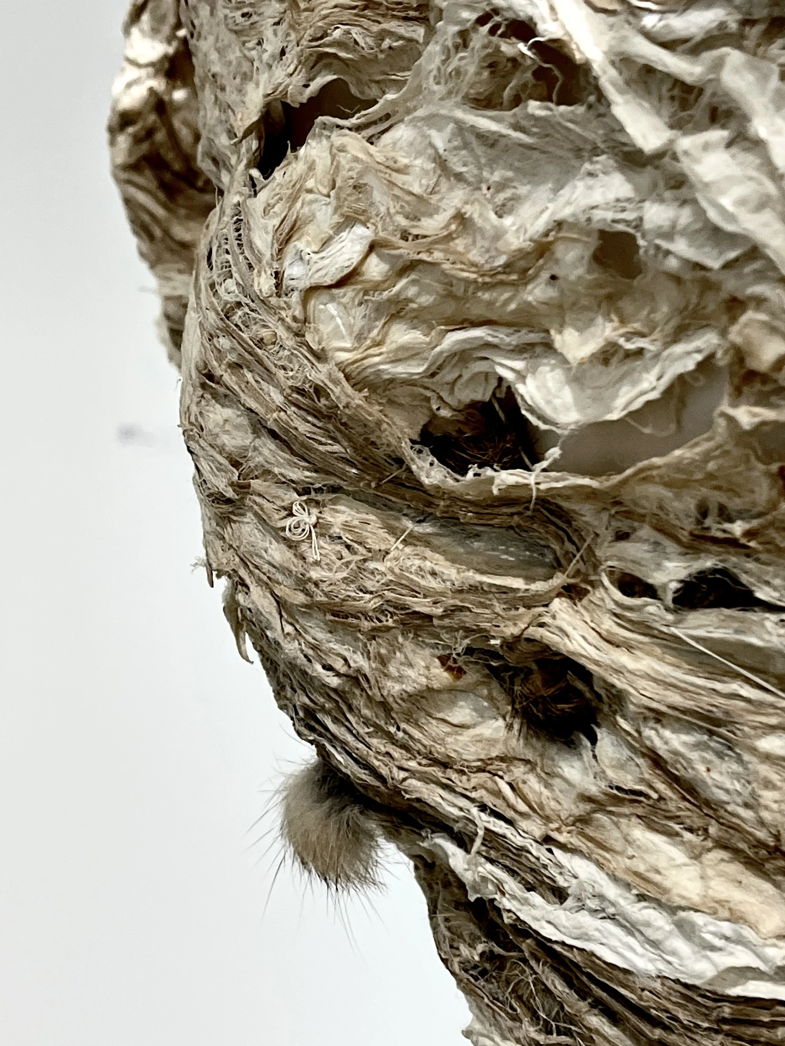 Pulp Translations: Paperworks from George Mason MFA Alumni