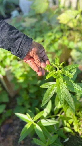 A hand gently pinches fresh green leaves, capturing an intimate moment of care and connection between human touch and living plant life.