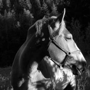 animals-q-g-300-300-1.jpg
