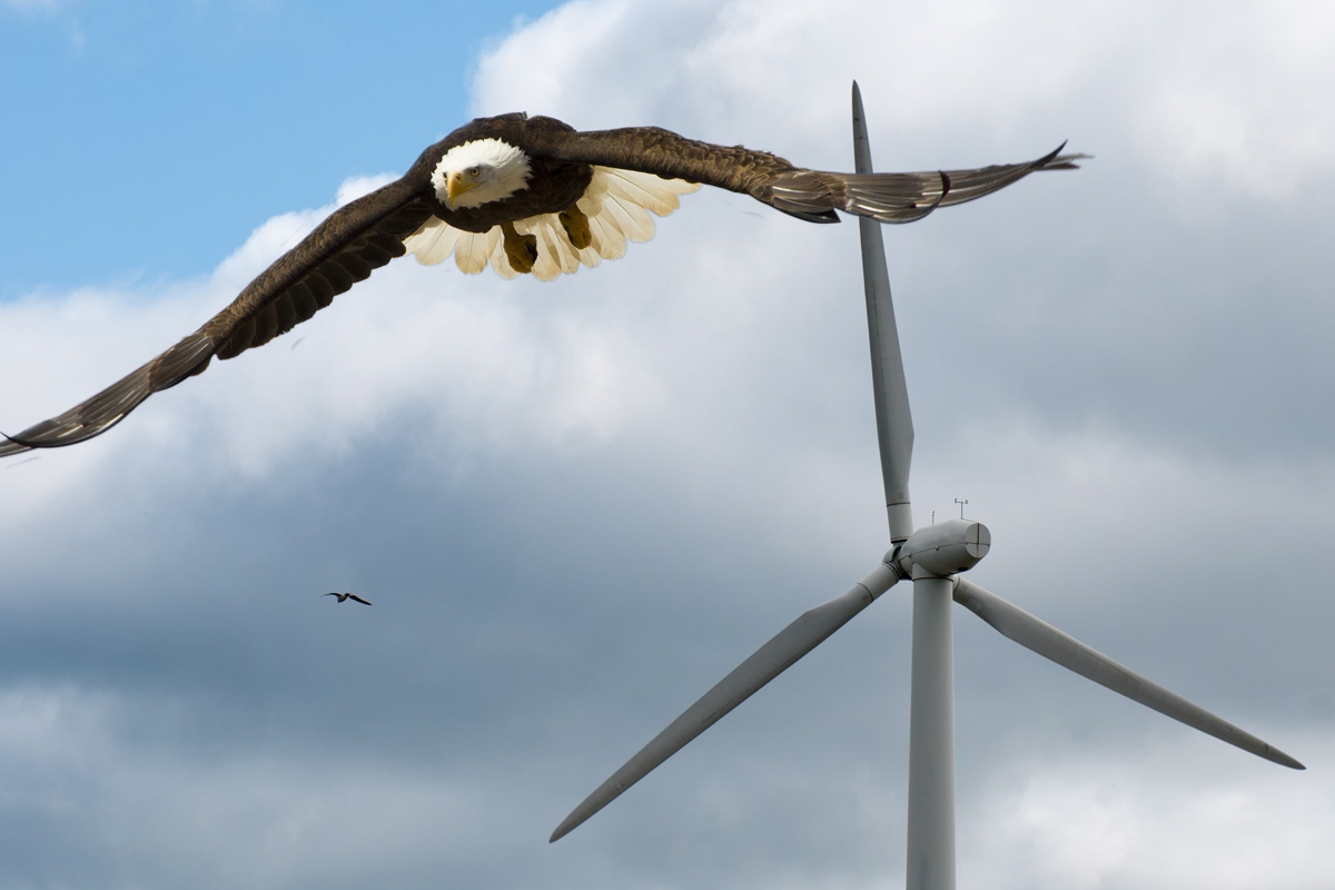 eagle-wind-turbine-featured.jpg
