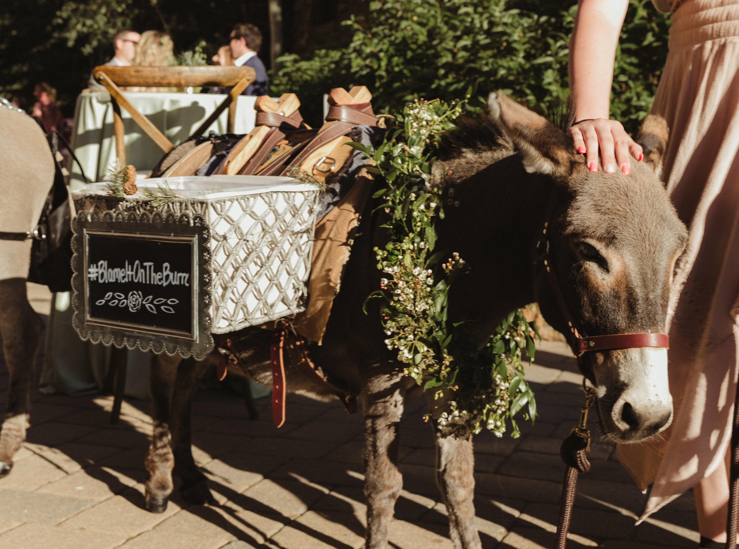 beer donkey wedding