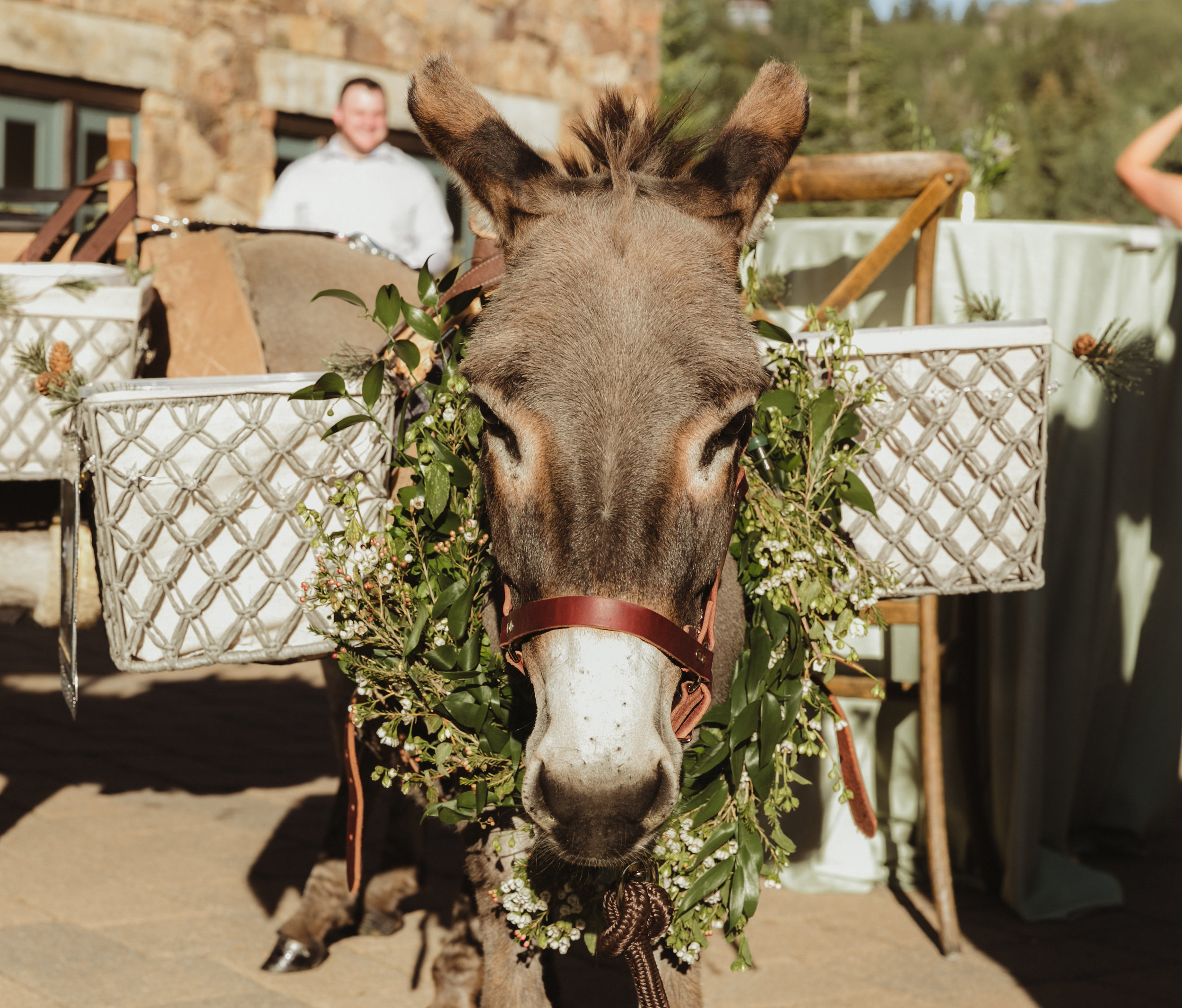 beer donkey wedding