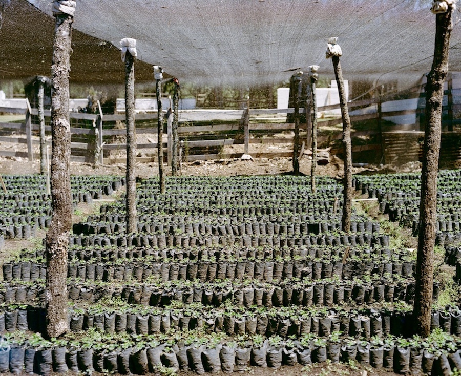 A small section of the expansive nursery