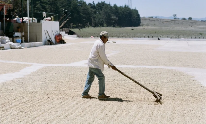 Raking parchment coffee to dry on the largest of two patios at Finca Catalan.