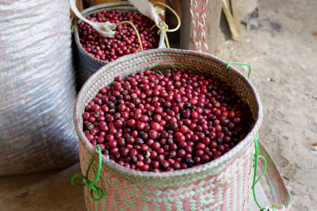 Perfectly ripe, handpicked coffee cherries — Cooperative Sierra Mixteca, Oaxaca, Mexico 2018