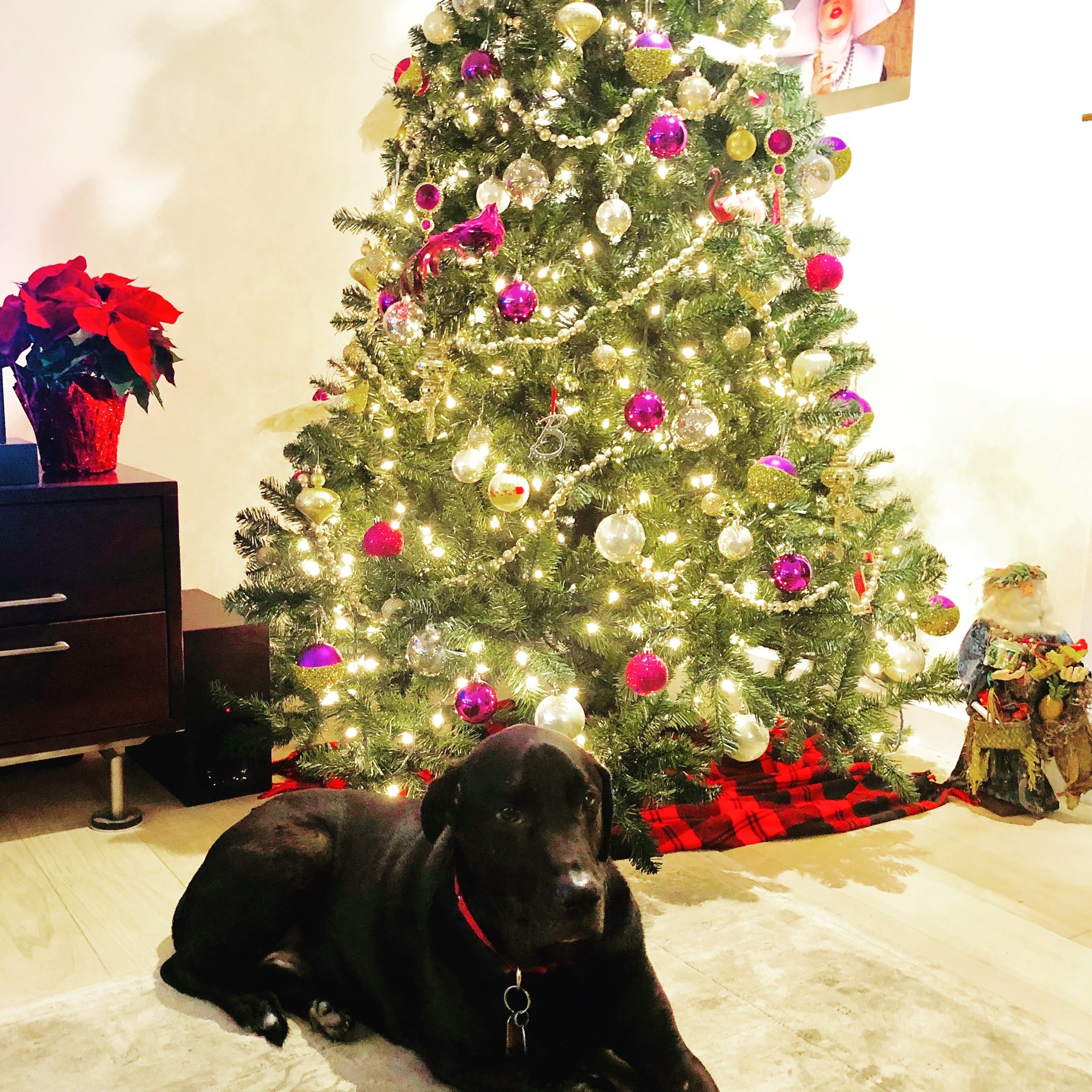  Our sweet dog, Finn, at Christmas 