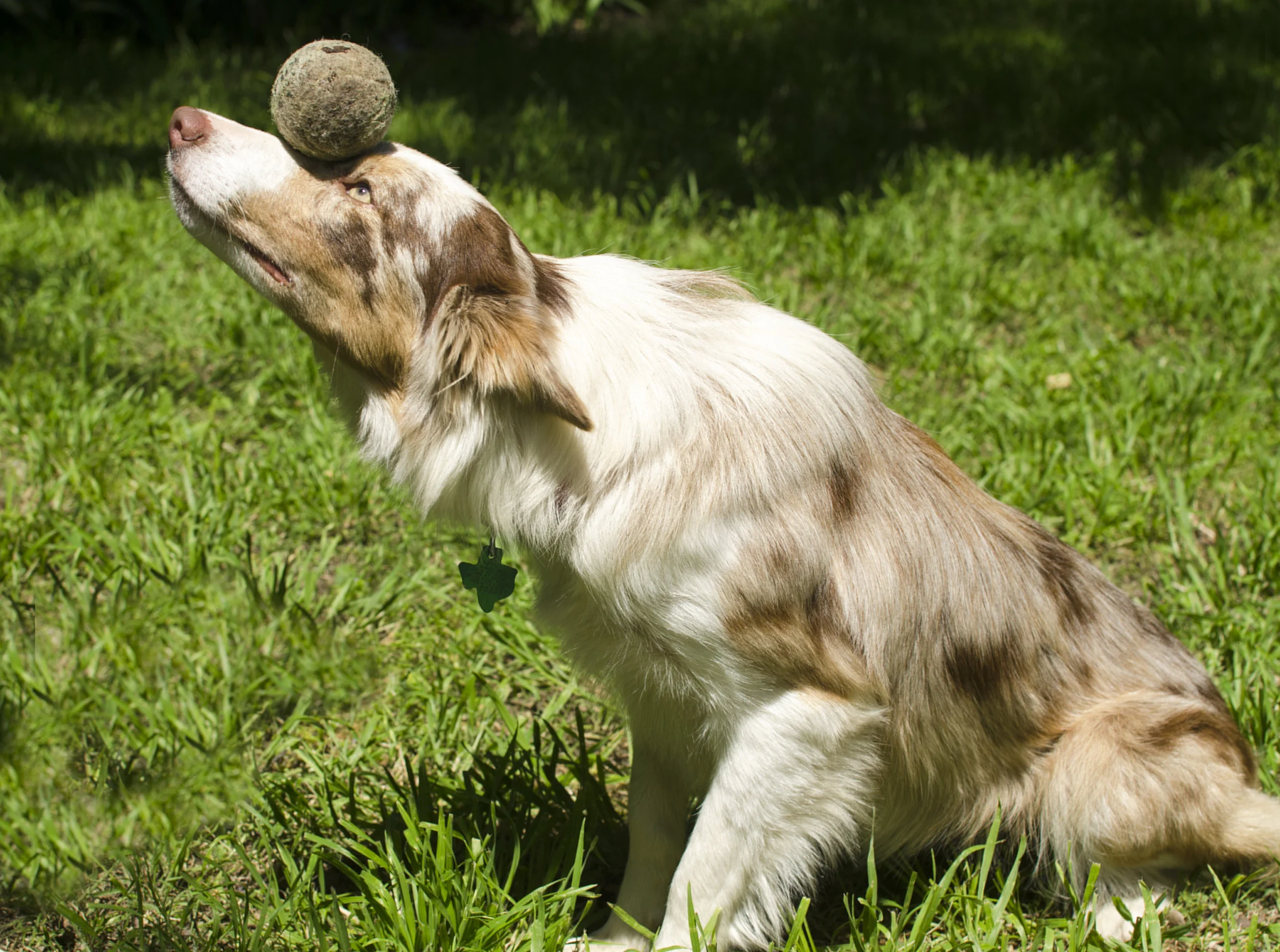 Sadie- Patience and Balance