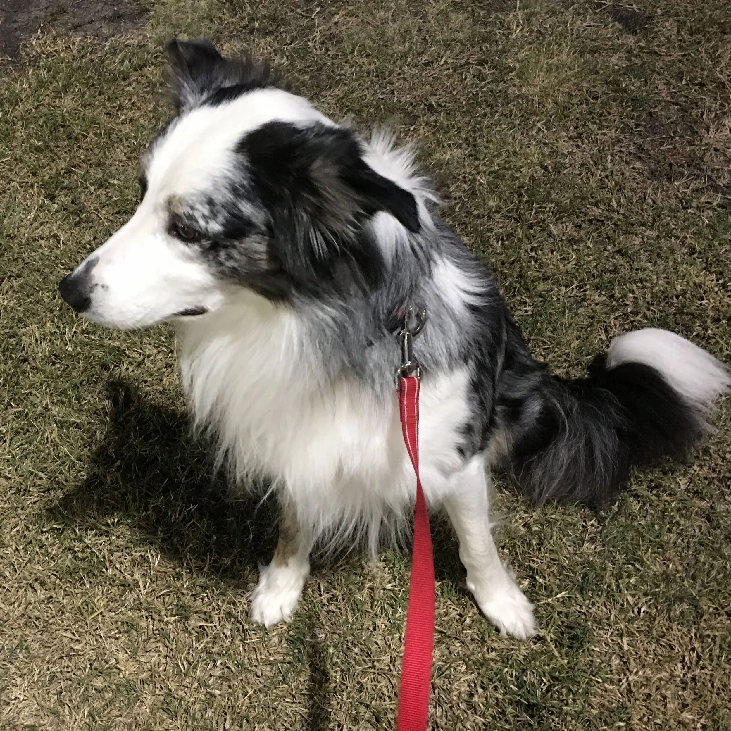 Lobo, A Soccer Fan